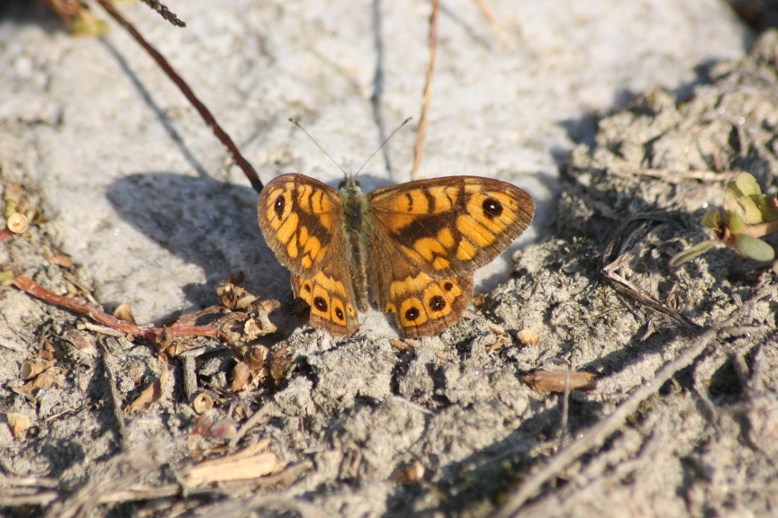 Ninfalidi e Ninfalidi satiridi